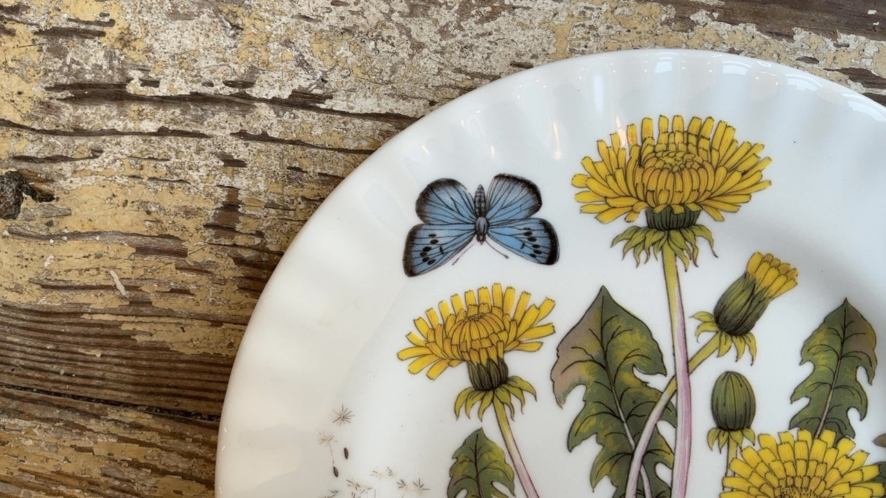 Floral & Insect Plate- Taraxacum Officinale (8”)