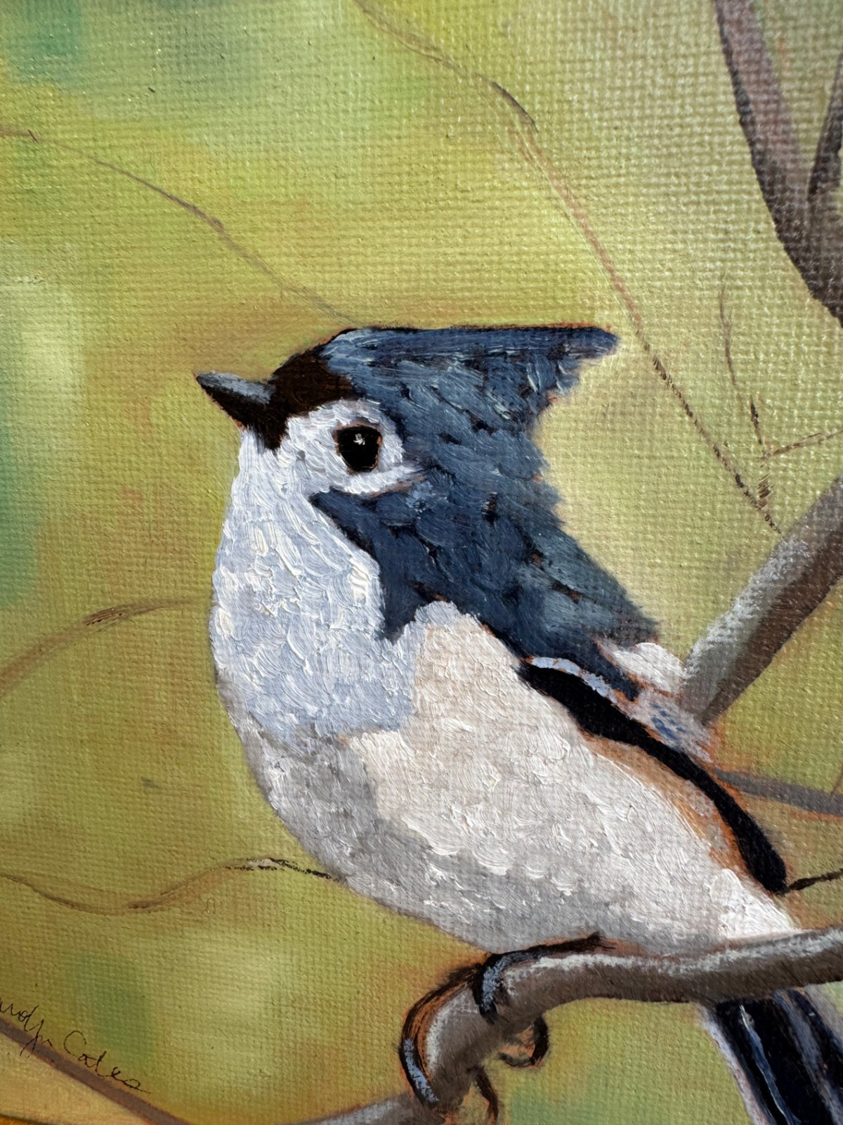 Tufted titmouse